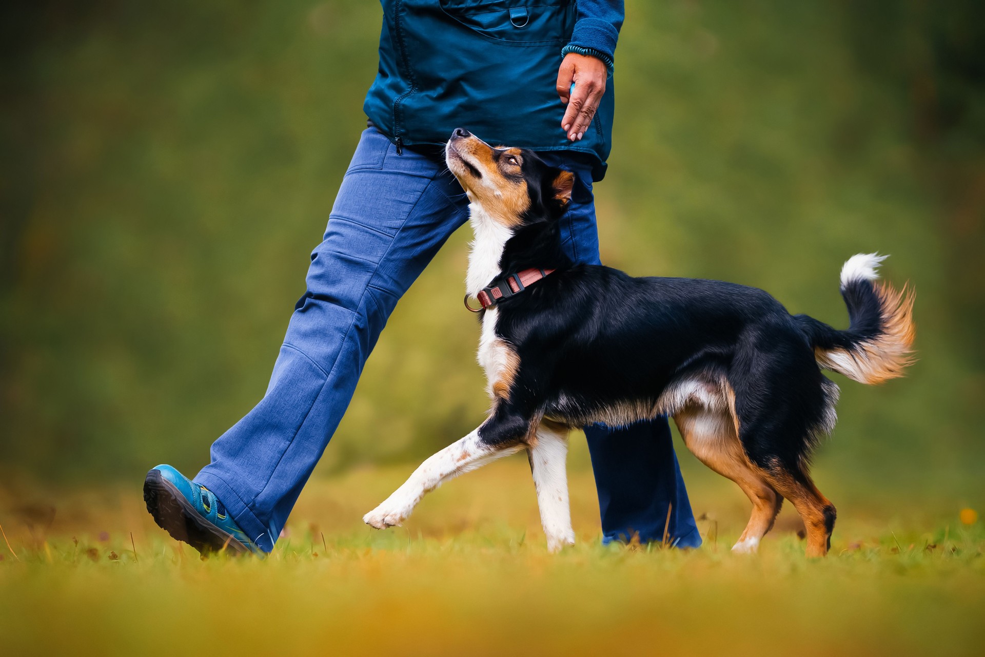 A black and brown dog performs a movement exercise heelwork during obedience training.