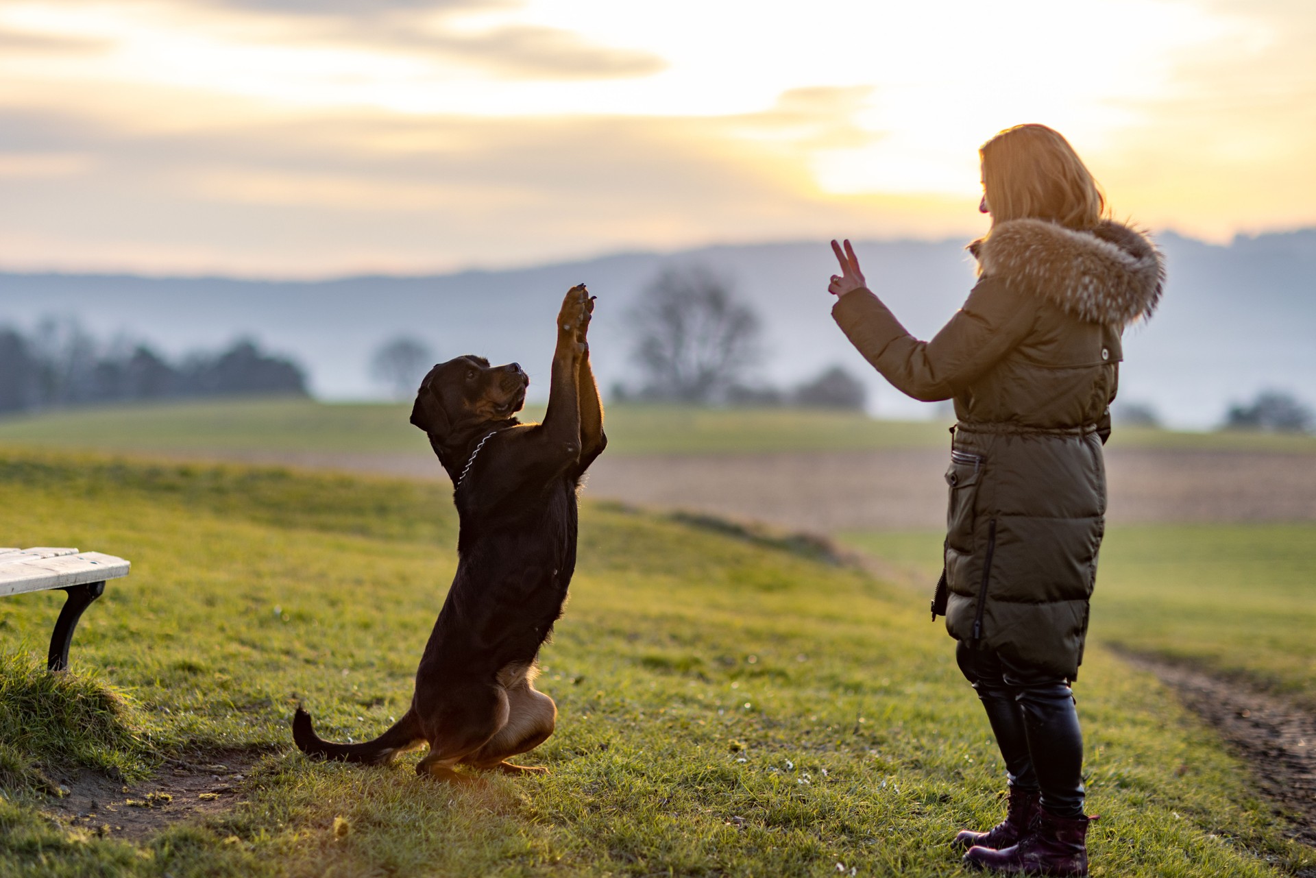 The owner trains the Rottweiler on an evening walk