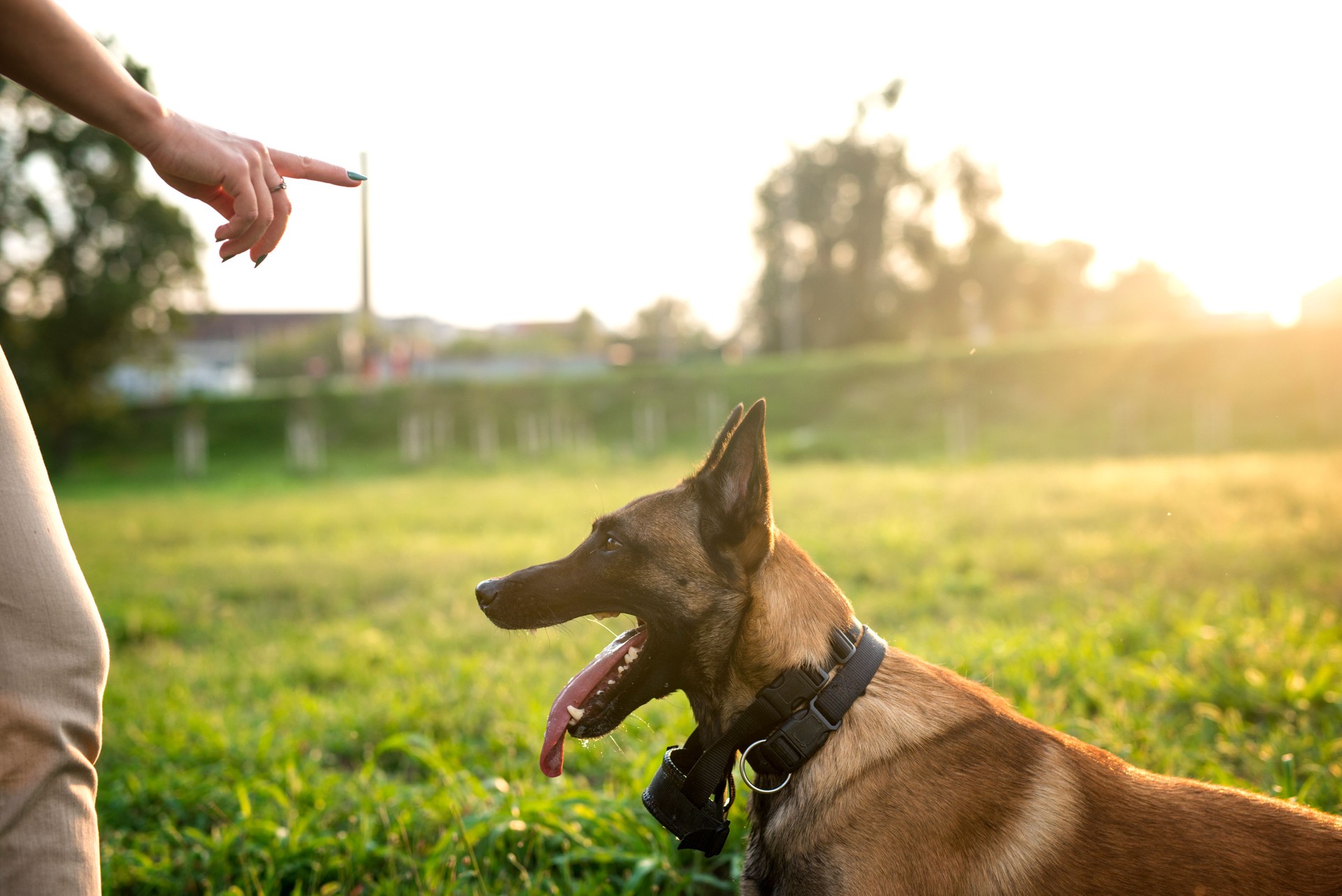 Owner is giving his dog a finger command to sit down.