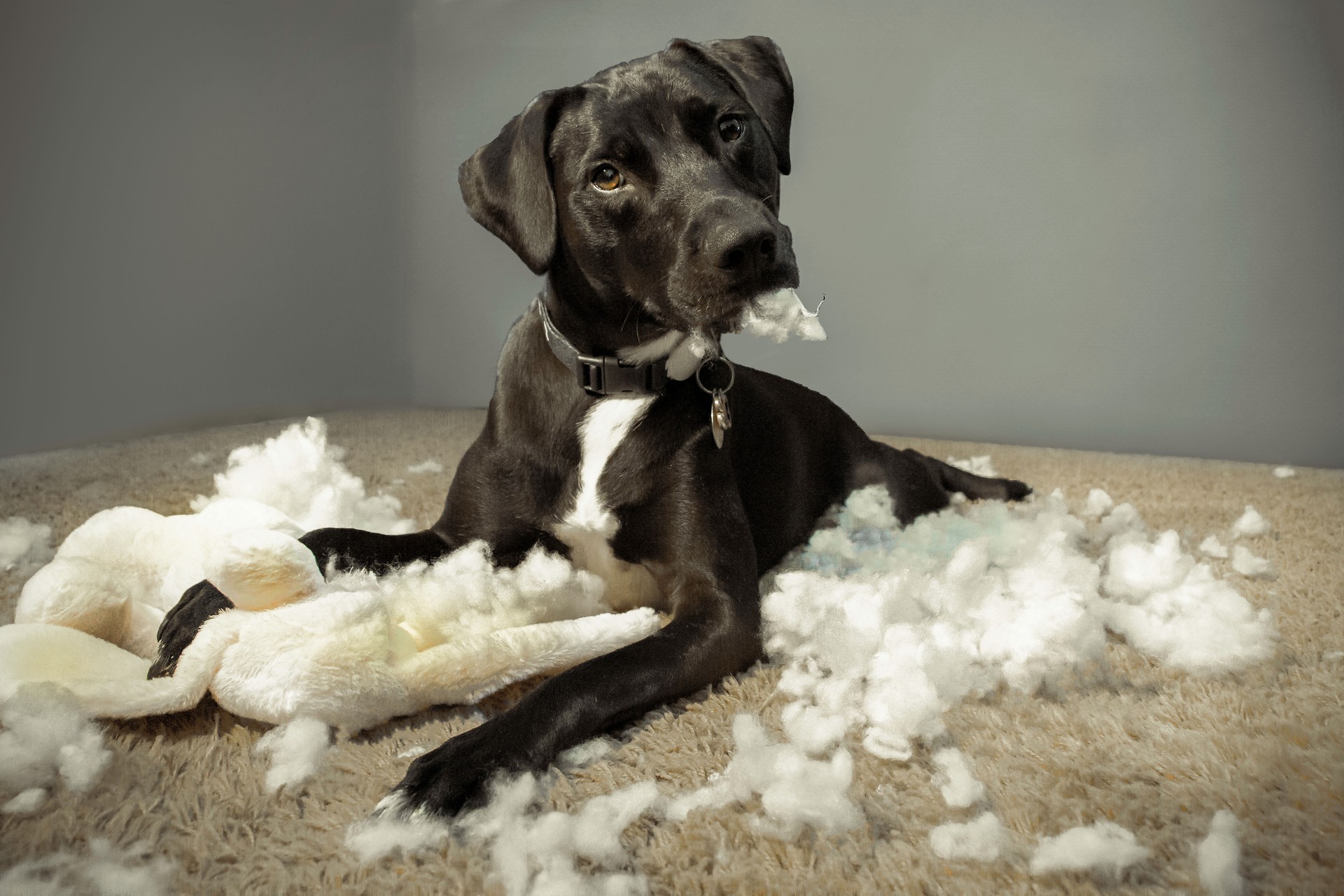 Cute Puppy Ripping up a Toy